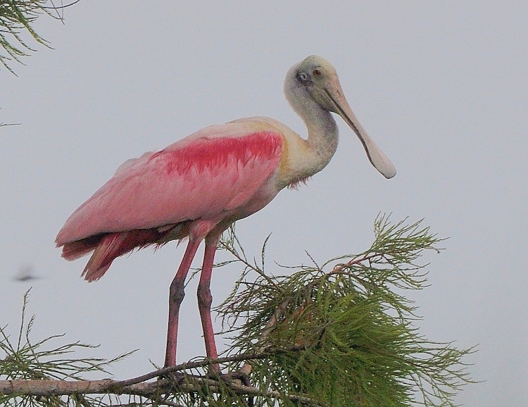 spoonbill in tree